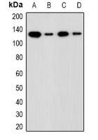 Western blot analysis of ADNP expression in LOVO (A); HCT116 (B); mouse liver (C); rat liver (D) whole cell lysates.