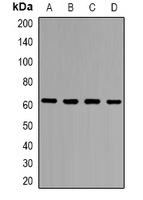 Western blot analysis of ZNF498 expression in Hela (A); HEK293T (B); PC12 (C); COS7 (D) whole cell lysates.