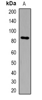 Western blot analysis of DCLK2 expression in HepG2 (A) whole cell lysates.