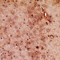 Immunohistochemical analysis of RRP7A/B staining in mouse brain formalin fixed paraffin embedded tissue section. The section was pre-treated using heat mediated antigen retrieval with sodium citrate buffer (pH 6.0). The section was then incubated with the antibody at room temperature and detected using an HRP conjugacompact polymer system. DAB was used as the chromogen. The section was then counterstained with haematoxylin and mounted with DPX.