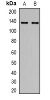 Western blot analysis of AMBRA1 expression in 293T (A); NIH3T3 (B) whole cell lysates.