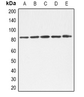 Western blot analysis of TLE1/2/3/4 expression in A549 (A); K562 (B); Hela (C); NIH3T3 (D); mouse liver (E) whole cell lysates.