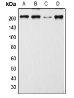 Western blot analysis of CD205 expression in MCF7 (A); SP2/0 (B); H9C2 (C); mouse lymph node (D) whole cell lysates.