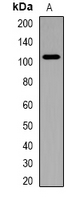 Western blot analysis of Catenin delta 1 expression in NIH3T3 (A) whole cell lysates.