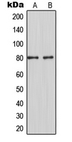 Western blot analysis of MARCKS expression in HeLa (A); RAW264.7 (B) whole cell lysates.
