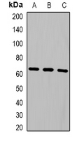 Western blot analysis of NOP56 expression in HepG2 (A); Hela (B); A549 (C) whole cell lysates.