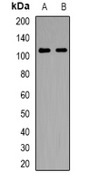 Western blot analysis of NLRX1 expression in HepG2 (A); Hela (B) whole cell lysates.