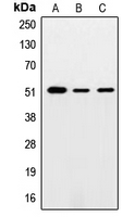 Western blot analysis of SMAD5 expression in HeLa (A); mouse testis (B); PC12 (C) whole cell lysates.