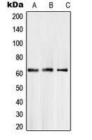 Western blot analysis of SMAD6 expression in A204 (A); LN18 (B); L929 (C) whole cell lysates.