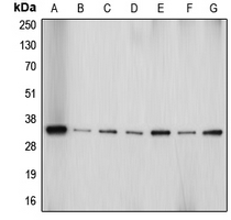 Western blot analysis of Aquaporin 4 expression in HeLa (A); Jurkat (B); PC12 (C); SP2/0 (D); HepG2 (E); U87MG (F); mouse brain (G) whole cell lysates.
