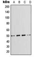 Western blot analysis of SMAD7 expression in HeLa (A); A431 (B); SP2/0 (C); PC12 (D) whole cell lysates.