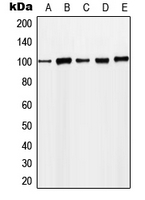 Western blot analysis of MCM4 (pS54) expression in LO2 EGF-treated (A); HeLa (B); NIH3T3 (C); SP2/0 EGF-treated (D); H9C2 EGF-treated (E) whole cell lysates.