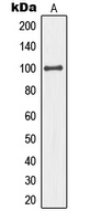 Western blot analysis of MCM4 expression in HeLa (A) whole cell lysates.