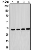 Western blot analysis of MNAT1 expression in HeLa (A); MCF7 (B); A431 (C); NIH3T3 (D) whole cell lysates.
