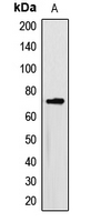 Western blot analysis of Myotubularin expression in HepG2 (A) whole cell lysates.
