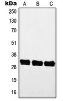 Western blot analysis of MYF5 expression in A549 (A); mouse muscle (B); rat muscle (C) whole cell lysates.