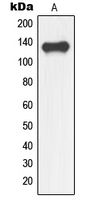 Western blot analysis of NFRKB expression in human fetal brain (A) whole cell lysates.