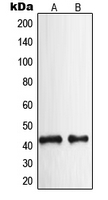 Western blot analysis of NPY2R expression in HeLa (A); rat brain (B) whole cell lysates.