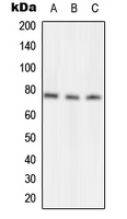 Western blot analysis of NSF expression in MCF7 (A); Raw264.7 (B); H9C2 (C) whole cell lysates.