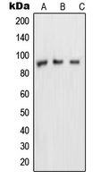 Western blot analysis of NUP88 expression in MDAMB453 (A); A431 (B); HeLa (C) whole cell lysates.