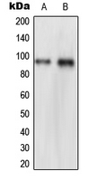 Western blot analysis of NVL expression in HeLa (A); THP1 (B) whole cell lysates.