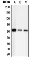 Western blot analysis of PAK2 (pS20) expression in HEK293T EGF-treated (A); Raw264.7 EGF-treated (B); H9C2 EGF-treated (C) whole cell lysates.