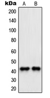 Western blot analysis of PAWR expression in HeLa (A); NIH3T3 (B) whole cell lysates.