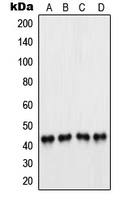 Western blot analysis of PAX5 expression in A549 (A); Raji (B); K562 (C); U937 (D) whole cell lysates.