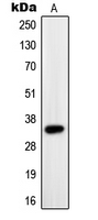 Western blot analysis of PAX9 expression in Jurkat (A) whole cell lysates.