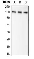 Western blot analysis of Pyruvate Carboxylase expression in HEK293T (A); NIH3T3 (B); H9C2 (C) whole cell lysates.