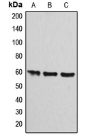 Western blot analysis of ATP5A1 expression in HEK293T (A); Raw264.7 (B); PC12 (C) whole cell lysates.