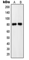 Western blot analysis of PDE4C expression in HEK293T (A); SHSY5Y (B) whole cell lysates.