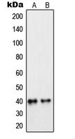 Western blot analysis of PEX7 expression in MCF7 (A); Raw264.7 (B) whole cell lysates.