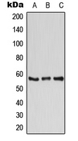 Western blot analysis of ATP6V1B1 expression in K562 (A); Raw264.7 (B); PC12 (C) whole cell lysates.