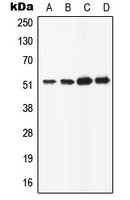 Western blot analysis of ATP6AP1 expression in HeLa (A); HepG2 (B); Raw264.7 (C); H9C2 (D) whole cell lysates.