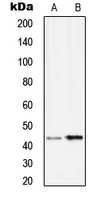 Western blot analysis of Serpin B9 expression in Ramos (A); HuvEc (B) whole cell lysates.