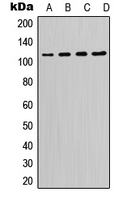 Western blot analysis of PI3K p110 delta expression in K562 (A); Raji (B); Raw264.7 (C); PC12 (D) whole cell lysates.