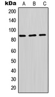 Western blot analysis of PI3K p85 beta expression in HepG2 (A); Raw264.7 (B); H9C2 (C) whole cell lysates.
