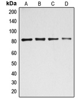 Western blot analysis of BACH1 expression in HEK293T (A); MCF7 (B); K562 (C); HeLa (D) whole cell lysates.
