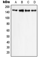 Western blot analysis of PLC gamma 1 expression in HeLa (A); Raw264.7 (B); mouse colon (C); rat colon (D) whole cell lysates.
