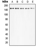 Western blot analysis of PLC gamma 2 (pY753) expression in Hela TNFa-treated (A); MCF7 (B); Raw264.7 TNFa-treated (C); mouse kidney (D); rat kidney (E) whole cell lysates.
