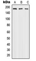 Western blot analysis of DNA Polymerase alpha 1 expression in A549 (A); A431 (B); HeLa (C) whole cell lysates.