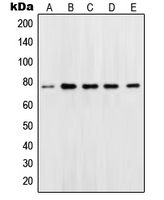 Western blot analysis of OCT1 expression in Jurkat (A); Ramos (B); K562 (C); Molt (D); HeLa (E) whole cell lysates.