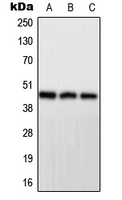Western blot analysis of PPP1R7 expression in HeLa (A); mouse brain (B); H9C2 (C) whole cell lysates.