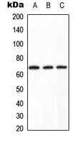 Western blot analysis of PPP2R1B expression in HeLa (A); Raw264.7 (B); H9C2 (C) whole cell lysates.