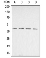 Western blot analysis of Beta-actin expression in Jurkat (A); HeLa (B); NIH3T3 (C); rat liver (D) whole cell lysates.