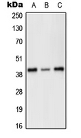 Western blot analysis of PRKX expression in HEK293T (A); SP2/0 (B); H9C2 (C) whole cell lysates.