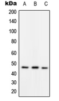 Western blot analysis of RAD52 (pY104) expression in HepG2 (A); mouse spleen (B); rat spleen (C) whole cell lysates.