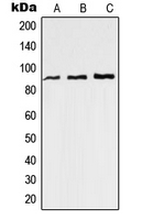 Western blot analysis of RAP1GAP expression in Jurkat (A); HeLa (B); mouse brain (C) whole cell lysates.