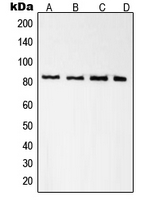 Western blot analysis of Radixin expression in A431 (A); K562 (B); NIH3T3 (C); PC12 (D) whole cell lysates.